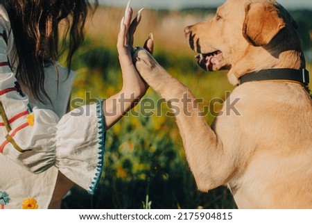 Cute labrador retriever dog puppy and young woman give a High Five by sunset