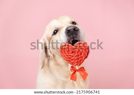 A cute dog licks a heart-shaped lollipop. Golden retriever eating candy for valentine's day on white background