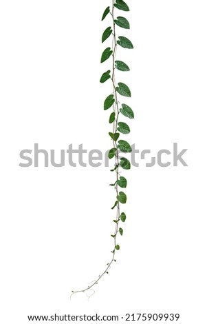 Green leaves Javanese treebine or Grape ivy (Cissus spp.) jungle vine hanging ivy plant isolated on white background with clipping path. Royalty-Free Stock Photo #2175909939