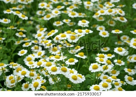 Greek chamomile flowering blossoms in a closeup scenic view - a beautiful example of organic growing medicinal plants in a meadow, in the summer season. Shallow depth of field background.
