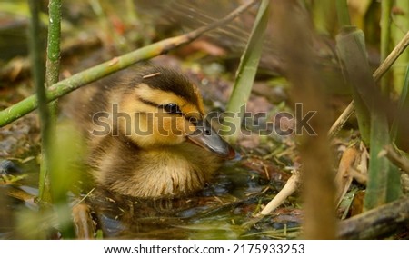 Baby mallard duck in a pond