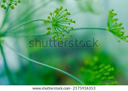 Yellow dill flowers, close-up. Large inflorescences of dill on green background. Fresh green fennel. Spicy grass background for publication, screensaver, wallpaper, postcard, poster, banner, cover