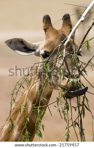 Giraffe eating leaf with toung out wrapping around branch
