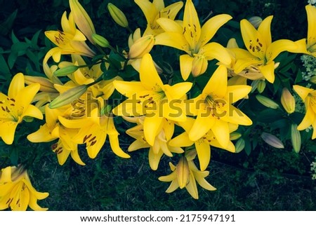 Background from yellow flowers lilies growing, close up. Blooming lilies for publication, design, poster, calendar, post, screensaver, wallpaper, card, banner, cover, website