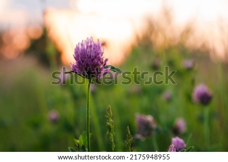 Spring summer background with wild meadow grass and clover flowers in the rays of sunset. Pink wildflowers in the last rays of the sun. Beautiful wildflowers on a green meadow. Warm summer evening