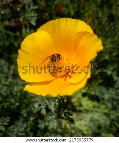 A honey bee inside a California poppy