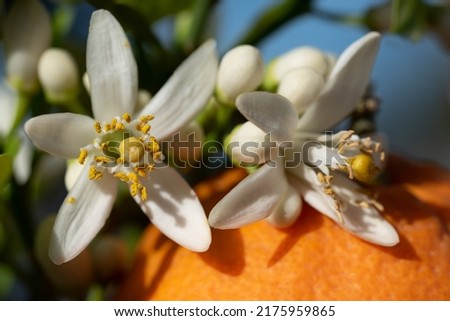 Close-up of white flowers of the orange tree, with yellow pollen, lying on a ripe orange