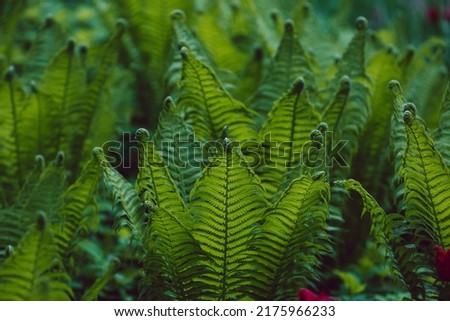 Natural fern pattern. Beautiful plant background with green leaves. Floral design. Macro fern frond
