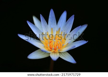 Blooming blue lotus flower isolated on black background