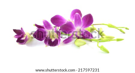 Purple orchids isolated on a white background