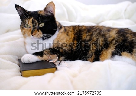 close-up of beautiful brown tricolor adult smart cat proudly lies on white soft plush blanket, paw on black cover book, family bible, concept of knowledge, importance of education