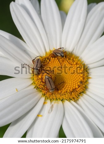 Rosebush beetle texture zoom
blurred background Royalty-Free Stock Photo #2175974791