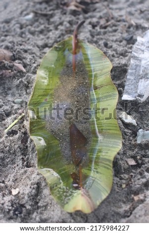 stagnant water on a leaf
