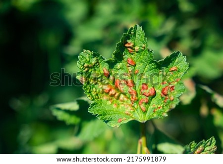 Leaf of a red currant of the amazed sheet plant louses. High quality photo