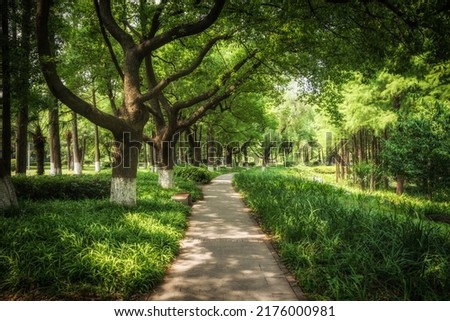 A plank road in the woods Royalty-Free Stock Photo #2176000981
