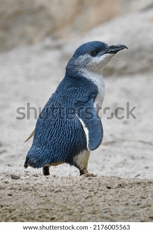 New Zealand Little Blue Penguin