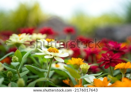 Colorful cosmos flower during blooming in the morning. Nature freshness environment photo. Close-up at the flower's pollen.