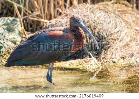 The glossy ibis, latin name Plegadis falcinellus, searching for food in the shallow lagoon. A brown ibis stands in the water on the shore of the lake. Royalty-Free Stock Photo #2176019409
