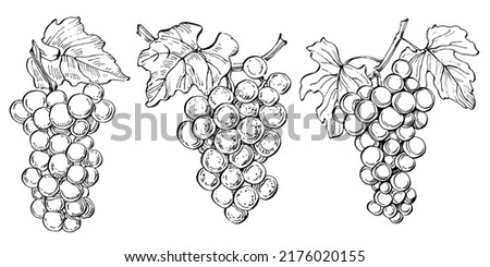 Hand drawn grapes sketch. Wine vine close up outline, leaves, berries. Black and white clip art isolated on white background. Antique vintage engraving illustration for design wine.