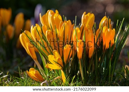 Bright yellow beautiful Crocus growing nature. Vibrant low growing flowers blooming and blossoming in a forest or woods. Closeup of wild flora or plant during springtime in a remote environment
