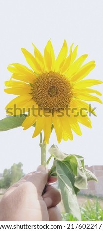 sunflower pictures is natural picture  no edits any element.