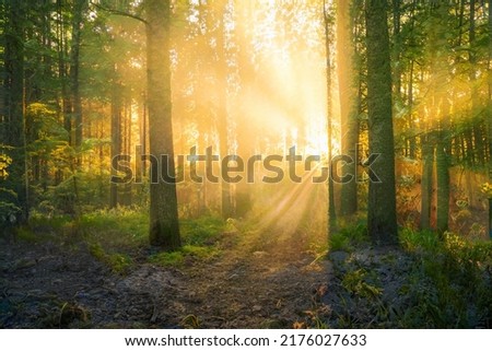 Magical sunset in the forest. Fantasy woodland background. Royalty-Free Stock Photo #2176027633