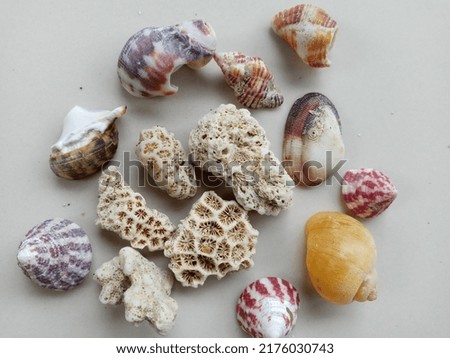 Colorful Shells has taken from Karapyak Beach