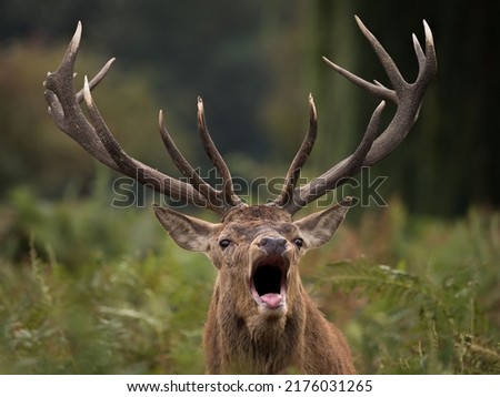 Red deer (Cervus elaphus) is one of the largest deer species. A male red deer is called a stag or hart, and a female is called a hind. the red deer inhabits most of Europe. Royalty-Free Stock Photo #2176031265