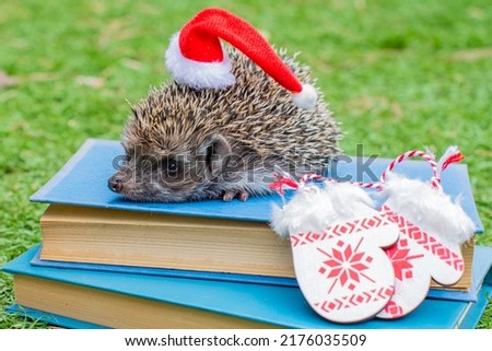 a hedgehog in a New Year's hat is sitting on books
