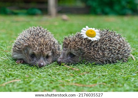 two prickly hedgehog with a chamomile flower in a clearing