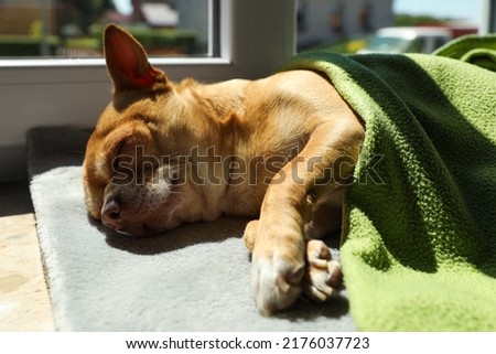 Cute small chihuahua dog sleeping on window sill indoors