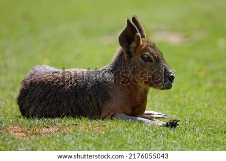 A mara lying in the sun in the animal park of Branféré in Morbihan in Brittany

