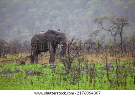 African elephant bull with big tusks eating alongside the road in the Kruger Park, South Africa	 Royalty-Free Stock Photo #2176064307