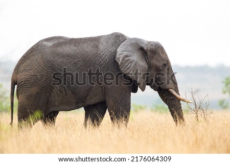 African elephant bull with big tusks eating alongside the road in the Kruger Park, South Africa	 Royalty-Free Stock Photo #2176064309