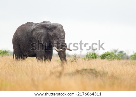 African elephant bull with big tusks eating alongside the road in the Kruger Park, South Africa	 Royalty-Free Stock Photo #2176064311