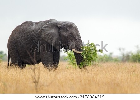 African elephant bull with big tusks eating alongside the road in the Kruger Park, South Africa	 Royalty-Free Stock Photo #2176064315