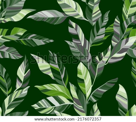Aglaonema leaves floral vector seamless pattern. Striped texture colorful bush foliage. Fabric print with calathea twigs. Summer endless pattern with tropical leaves. Wallpaper cute design Royalty-Free Stock Photo #2176072357