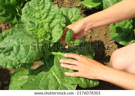 pasching tobacco on a tobacco farm. woman removes side shoots on tobacco Royalty-Free Stock Photo #2176078301