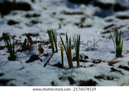Snowdrop buds growing in thawing snow in early spring.  Stock Photo