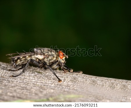 close-up view of a fly, 