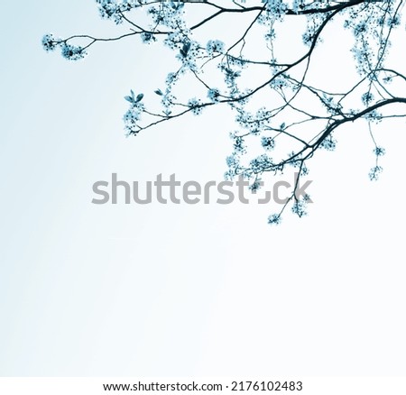 Flowers of Japanese ornamental cherry in backlight in blue and turquoise, sunlight, cherry blossom branches, background, pink cherry trees texture, banner