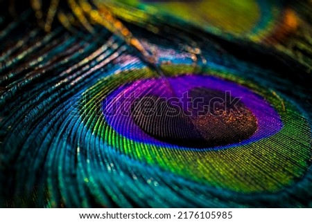 India, 26 February, 2021 : Peacock feather, Peafowl feather, Bird feather, Colorful feather, Background, textured, natural background, Macro photography, Closeup, Beautiful background, colors. Royalty-Free Stock Photo #2176105985