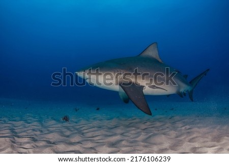 Bull shark (Carcharhinus leucas) swimming close to the sandy bottom Royalty-Free Stock Photo #2176106239