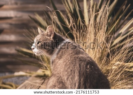 Grey Cat in the garden pics