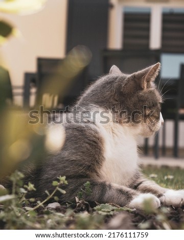 Grey Cat in the garden pics