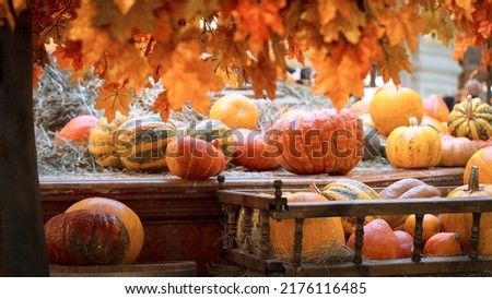 Blurred Autumn coloful background with pumpkins and Marple leaves. Celebrating haverst and thanksgiving day.
