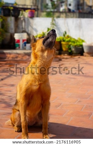German Shepherd Dog Posing Stock Image.