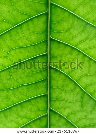 bright green leaf macro nature photography