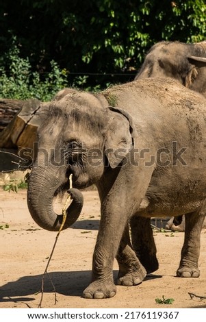 African elephant baby in the range of the Prague Zoo on a summer sunny day. Europe, Prague