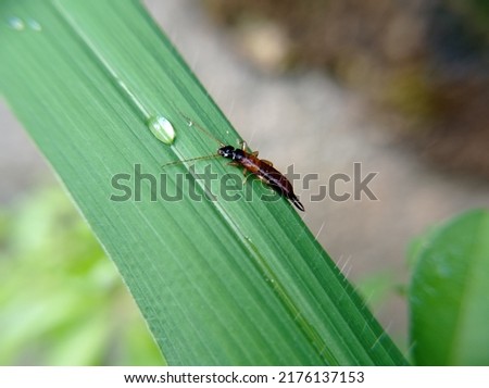 Cocopets or earwigs are known as garden pests that live among dry leaves